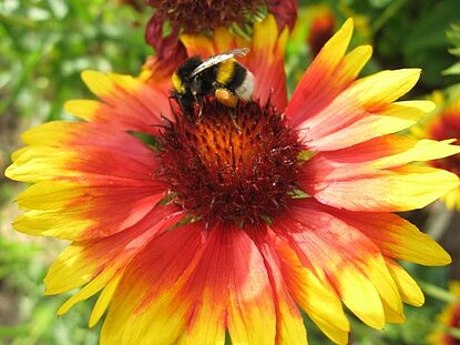 Bild der Frauenselbsthilfe Krebs